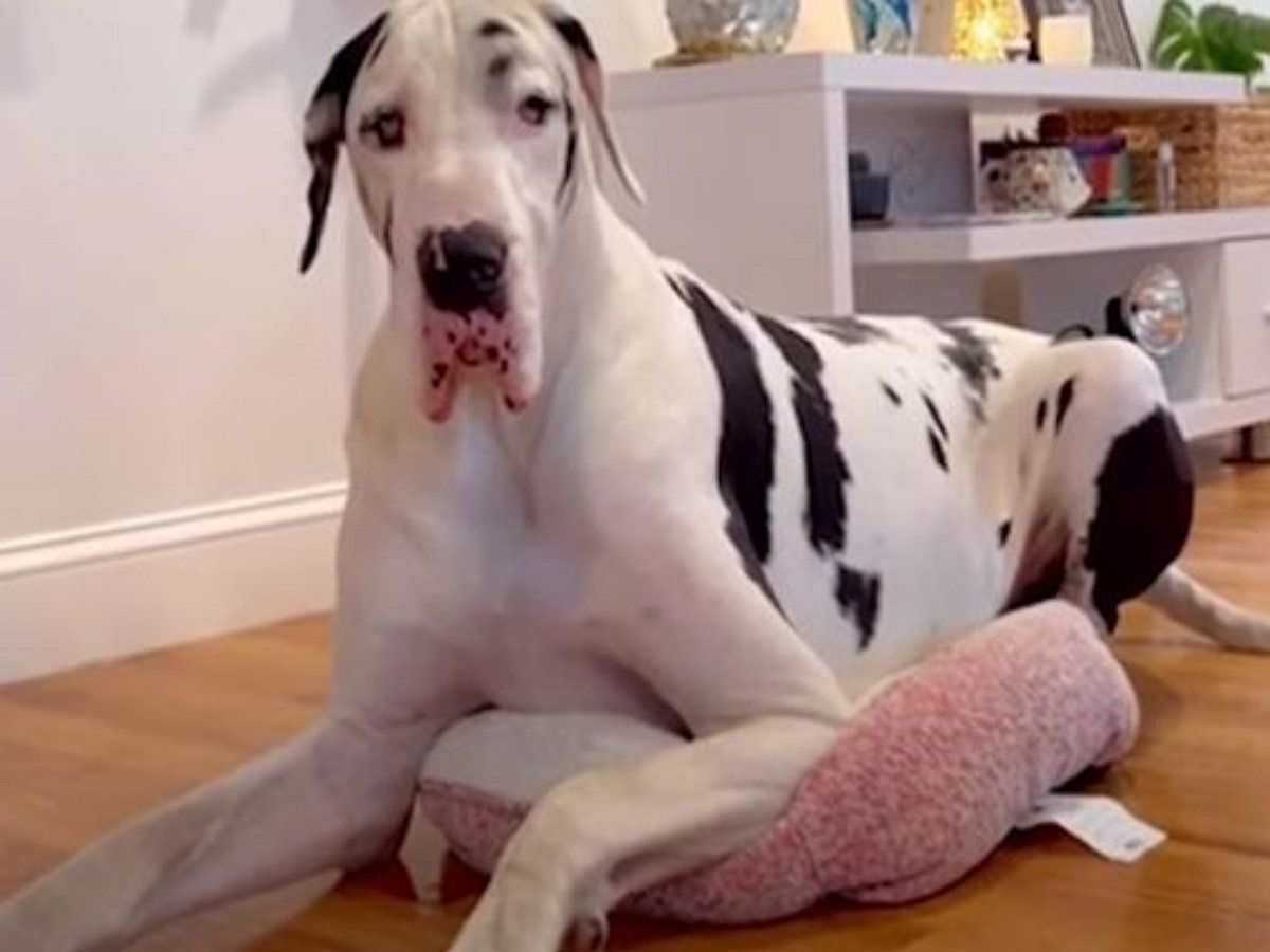 Огромный датский дог уместился в крошечной кроватке