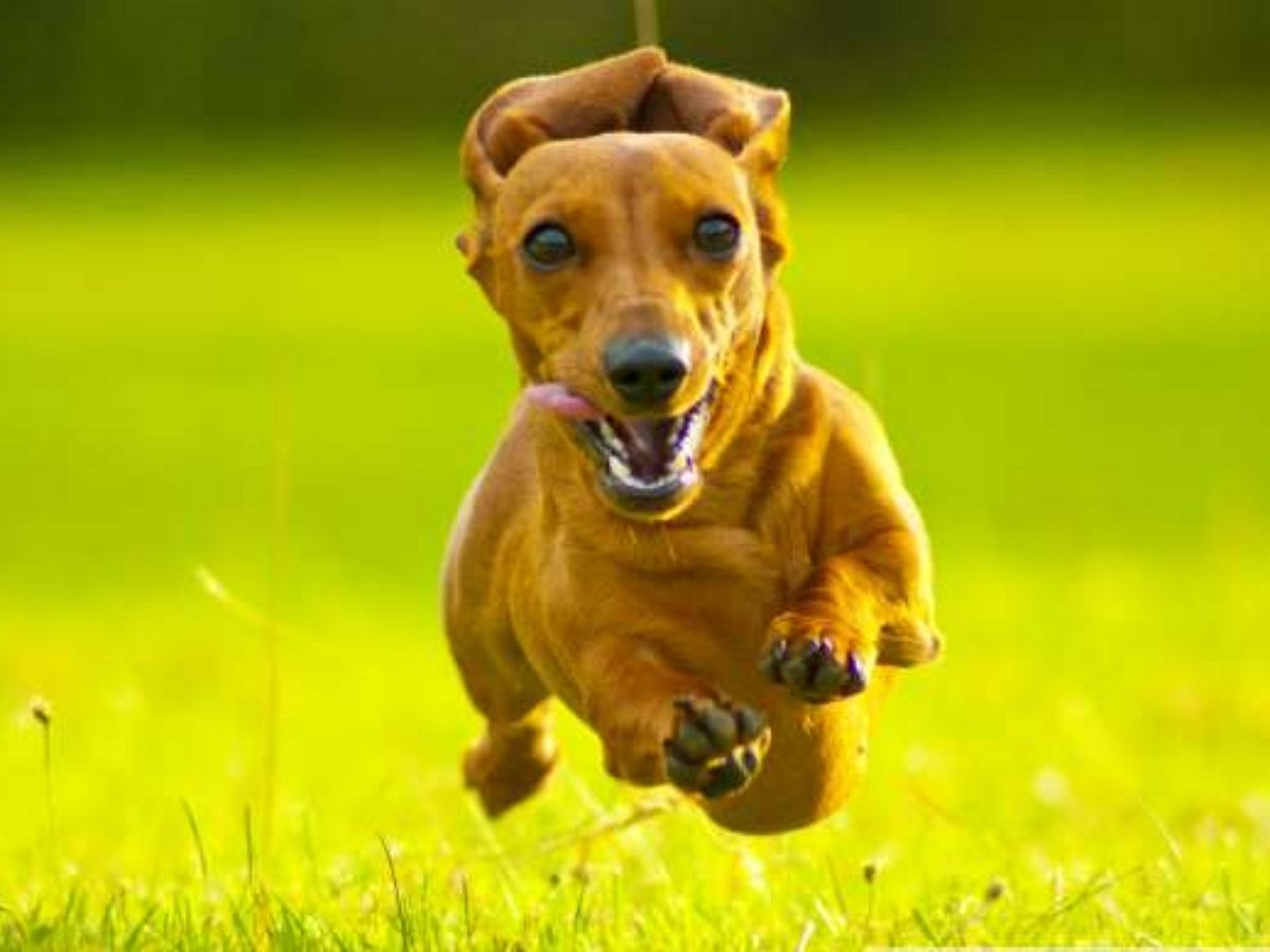 Хитрая такса спланировала безупречный побег из узилища