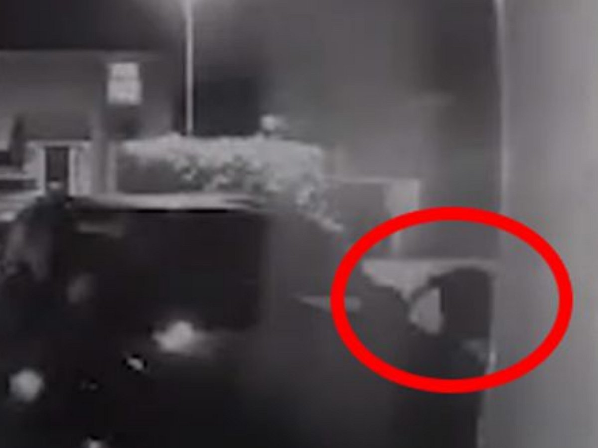 Парня под покровом ночи посетила пантера