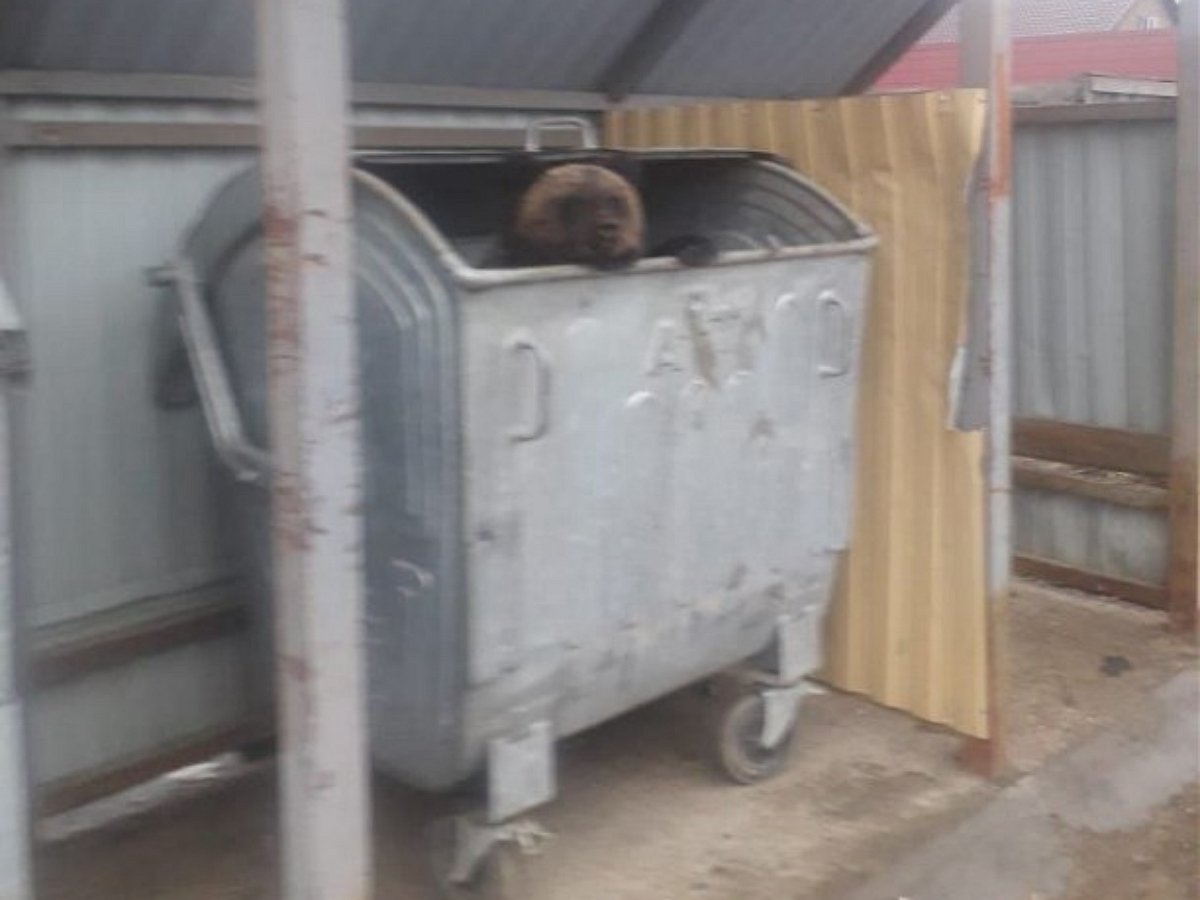 Медвежонок прогулялся по сахалинскому городку