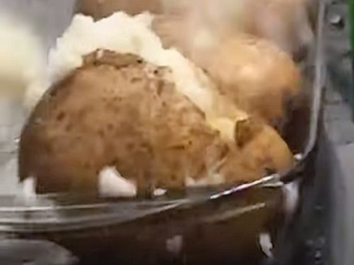 Картошка приготовила хозяевам-кулинарам неожиданный сюрприз