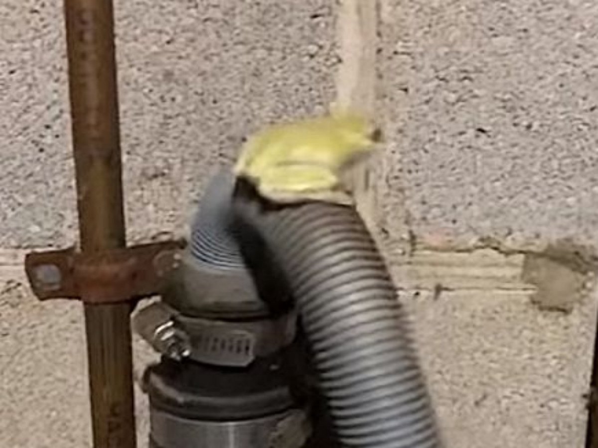 Лягушка устроила себе вибромассаж в подвале дома