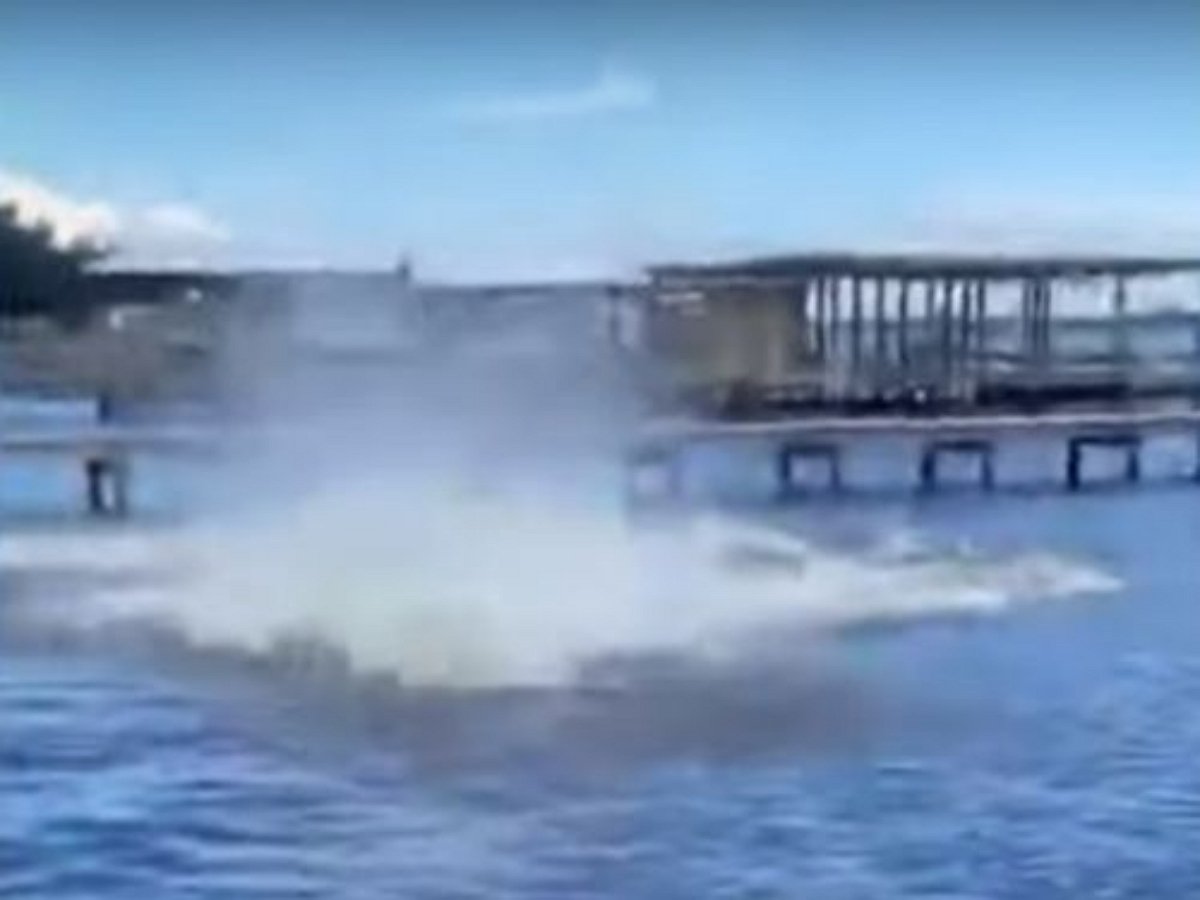 Ламантины подшутили над купающимся псом