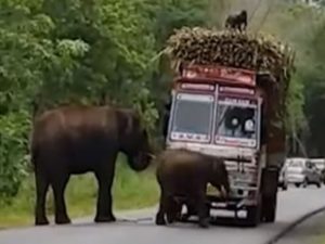 Перевозчики сахарного тростника вынуждены отстегивать слонам долю за проезд