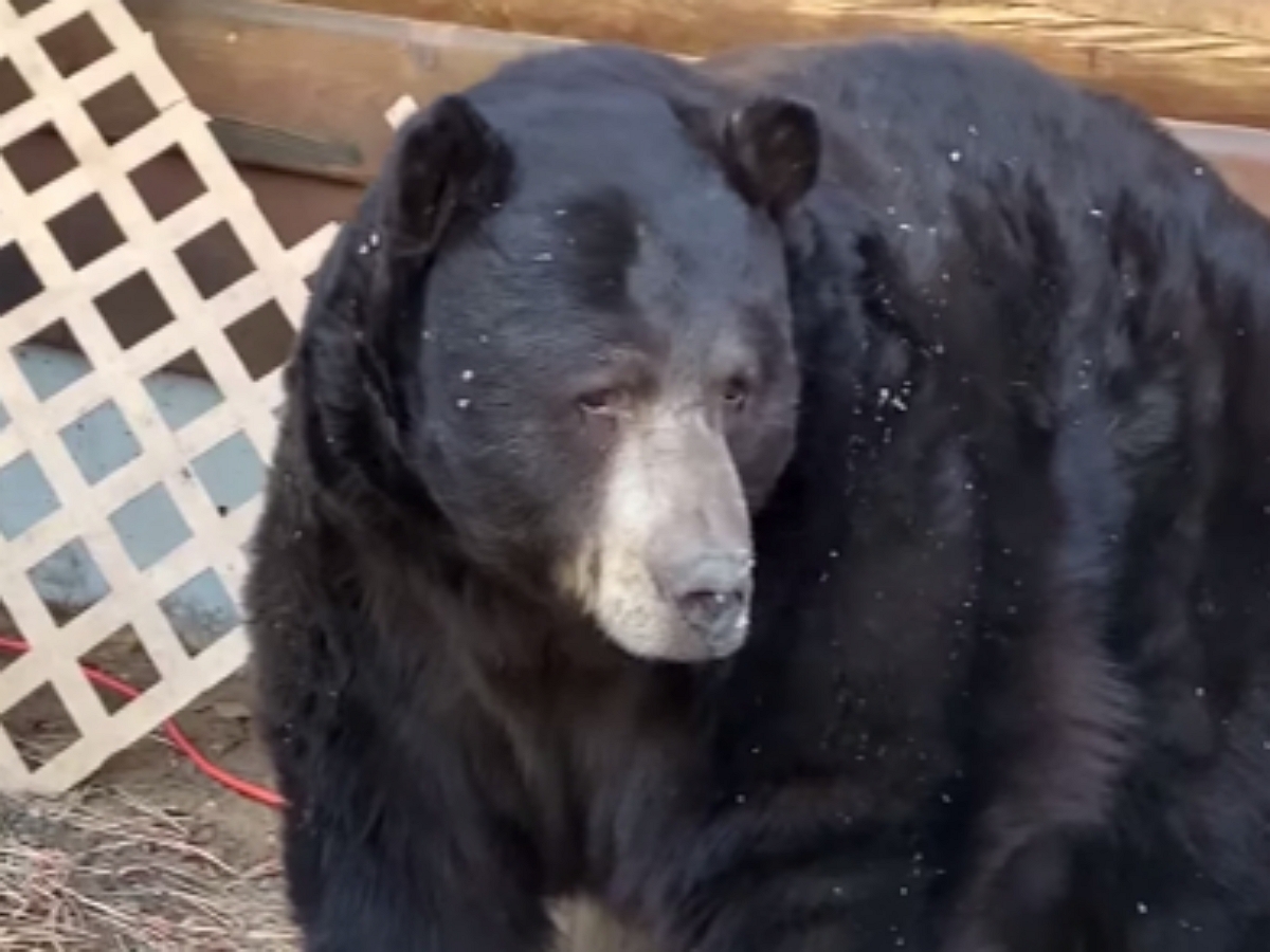 Медведь устроил себе берлогу под жилым домом, но был бесцеремонно изгнан спасателями