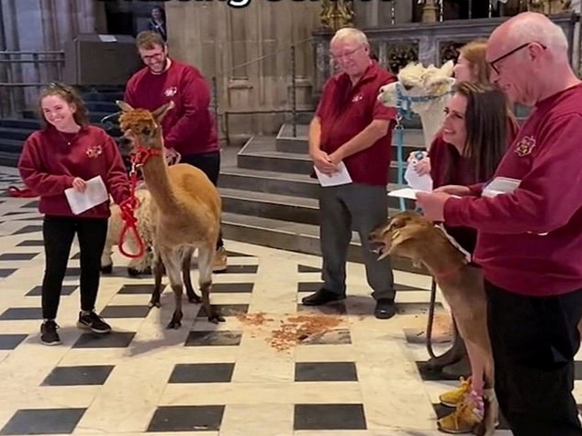 Коза спела в соборе под орган и стала звездой Сети