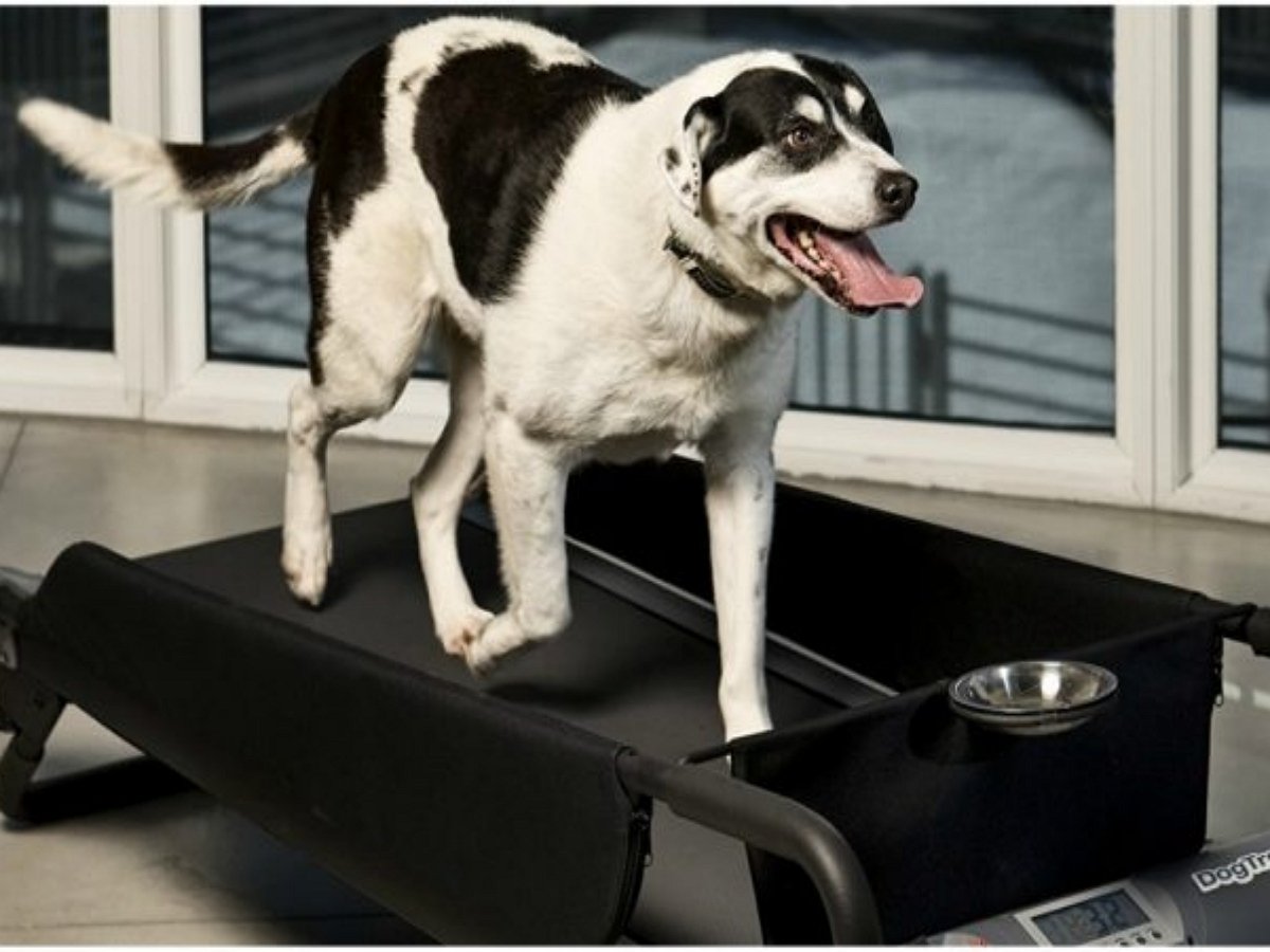 Пес жить не может без беговой дорожки