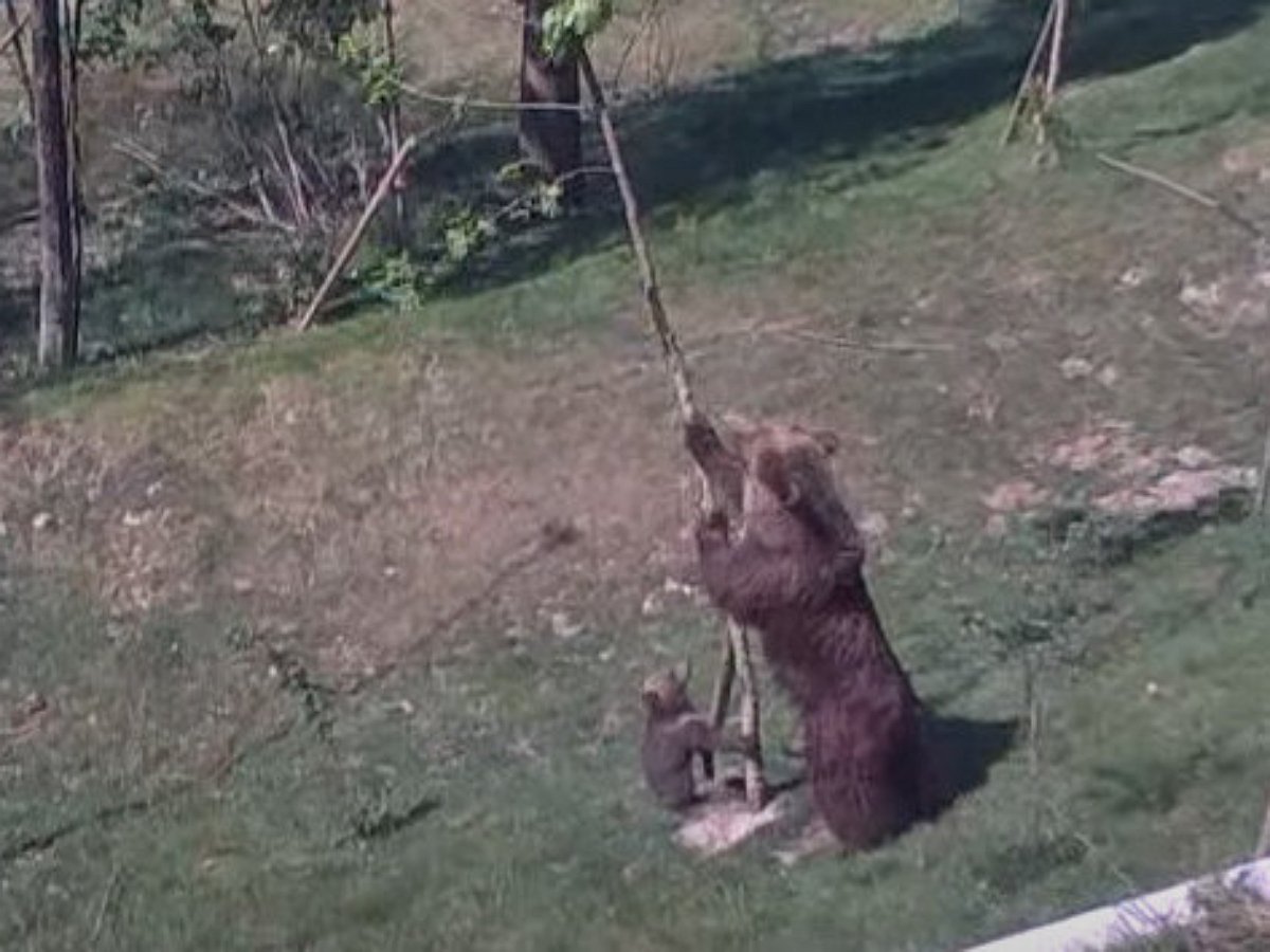 У матери-медведицы лопнуло терпение