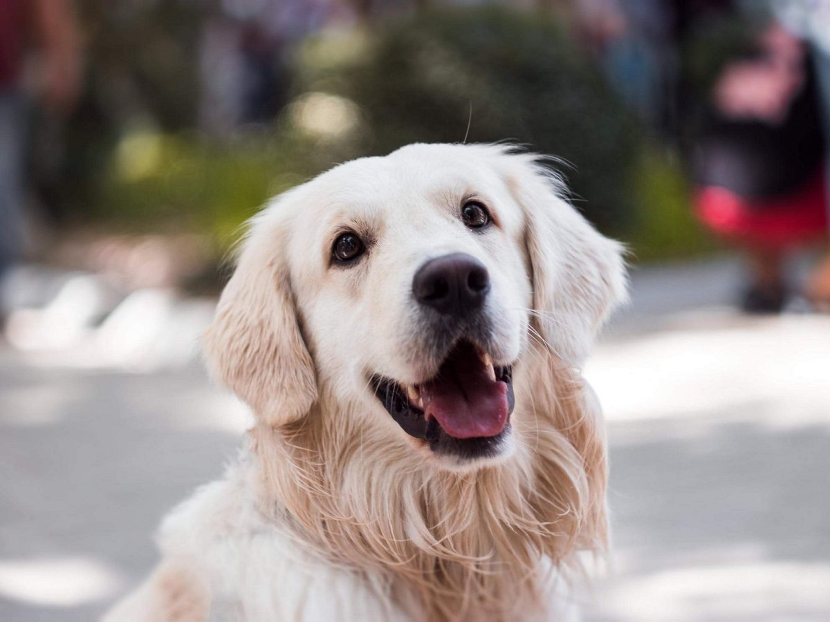 Собака поет серенады любимому хозяину