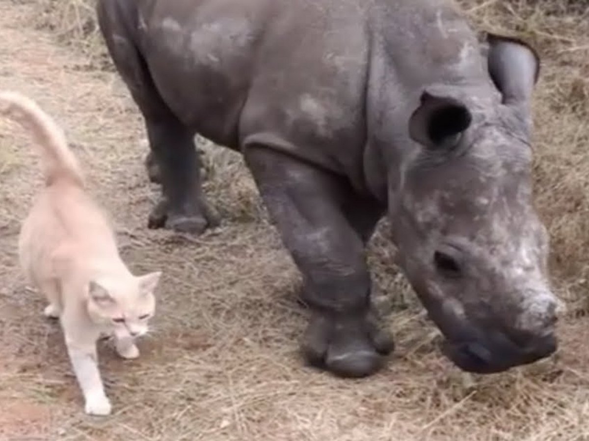 Трогательный ролик о необычной дружбе растрогал пользователей