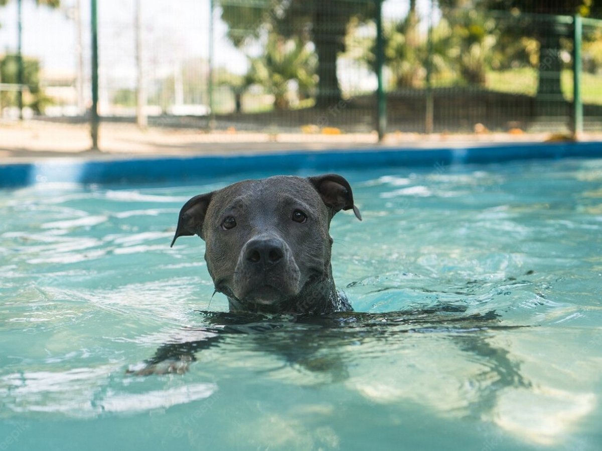 Если питбуль хочет искупаться, ничто его не удержит