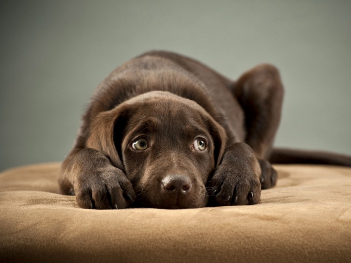 Невоспитанный призрак нарушил покой пса