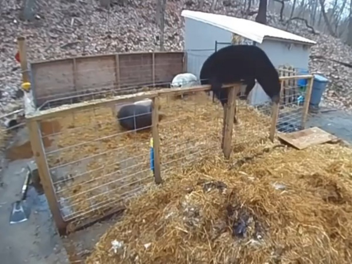 Медведь забрался в загон к поросятам, но те его выгнали