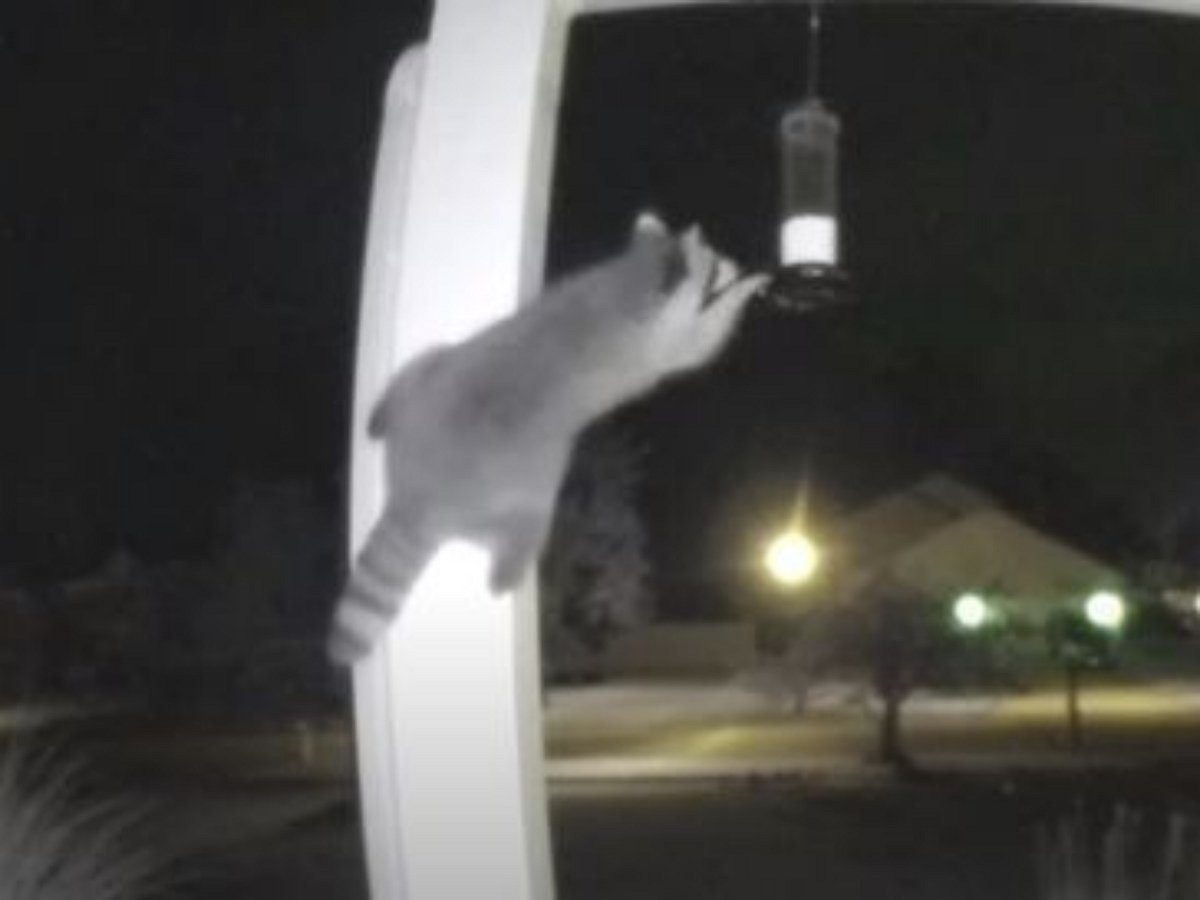 Настоящие акробатические трюки показал похититель птичьей еды из кормушки