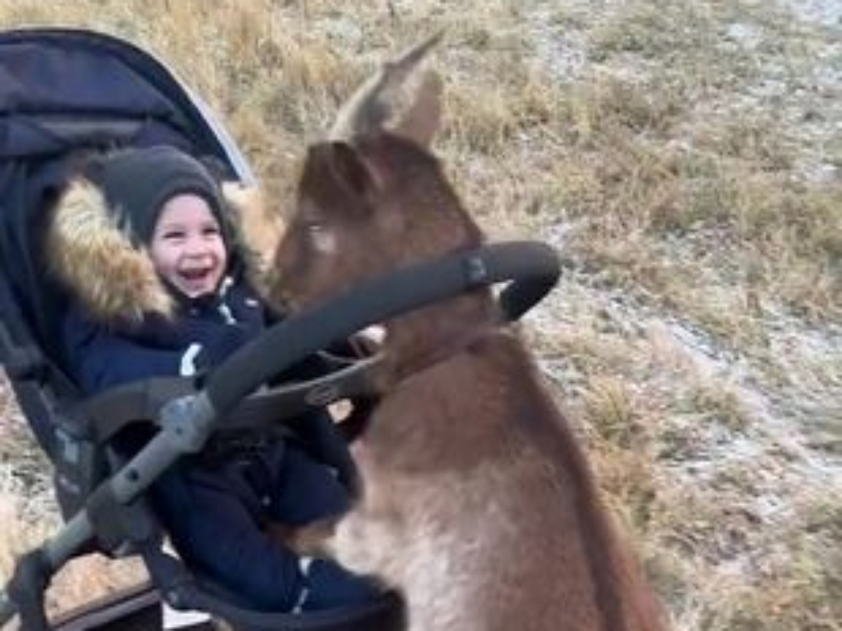 Коза на прогулке заменяет мать, катая ребенка в коляске