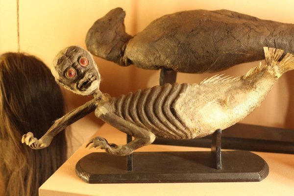 Самые странные и немного жуткие экспонаты из разных музеев мира