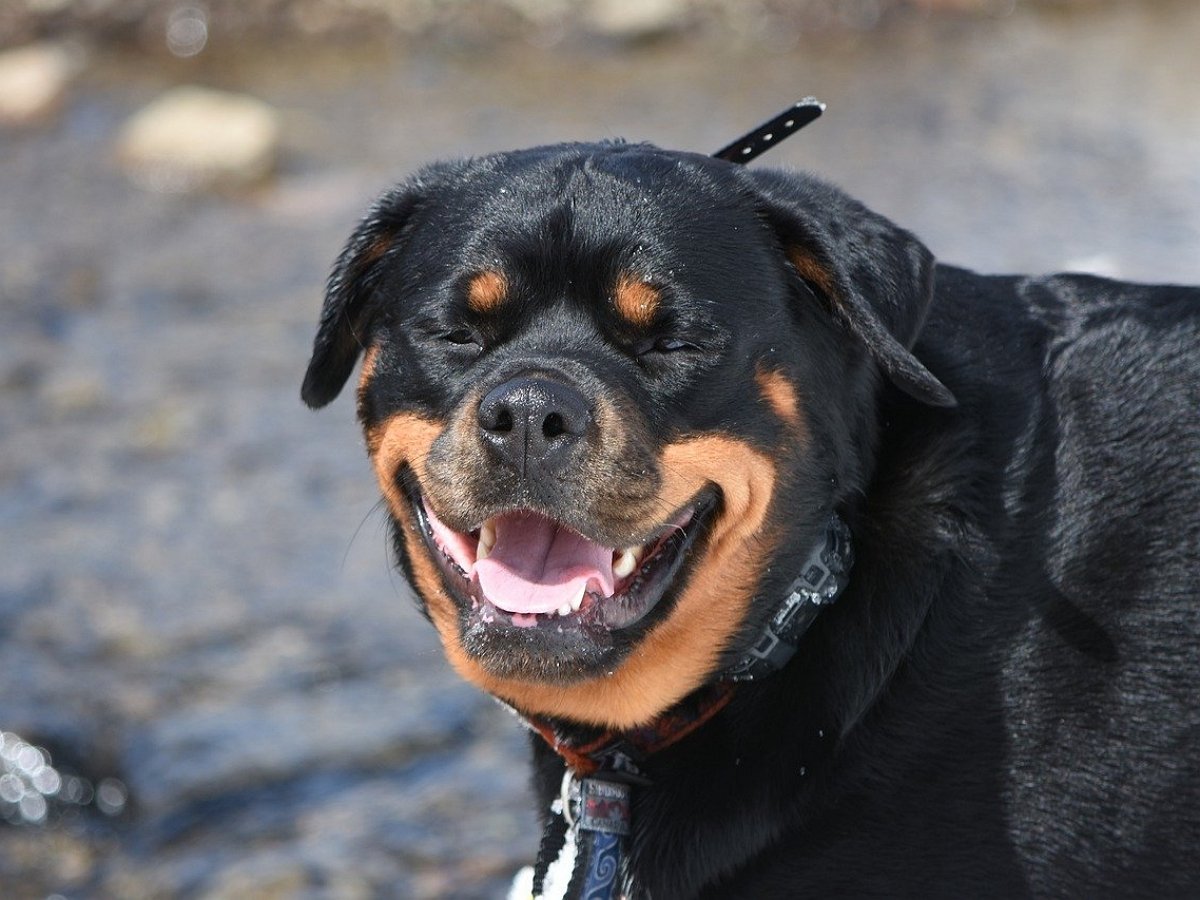 Пес-шалун чуть не разобрал весь дом