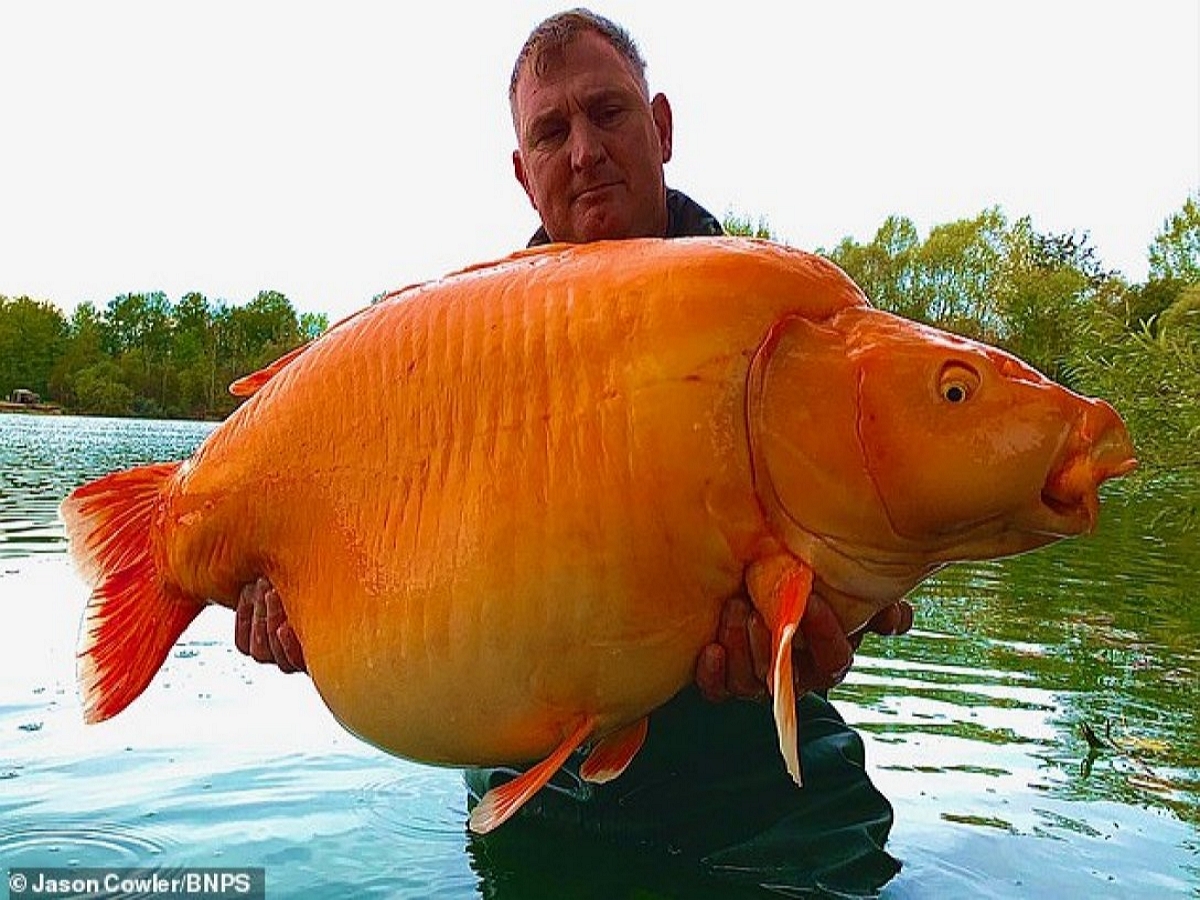 Рыбак вытащил из воды самую большую в мире золотую рыбку
