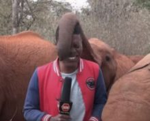 Бесцеремонный хобот слона-сироты рассмешил и репортера и зрителей