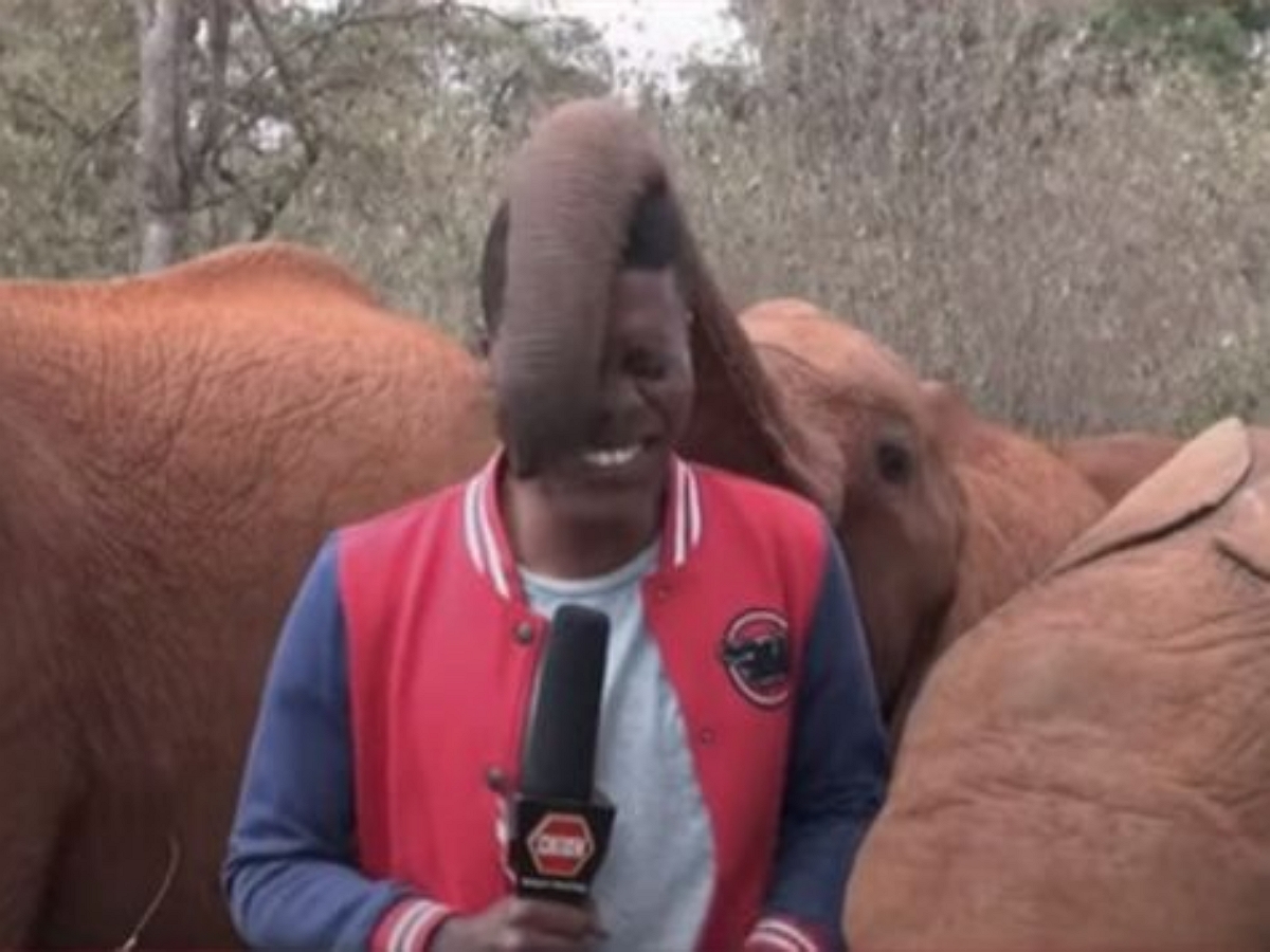 Бесцеремонный хобот слона-сироты рассмешил и репортера и зрителей