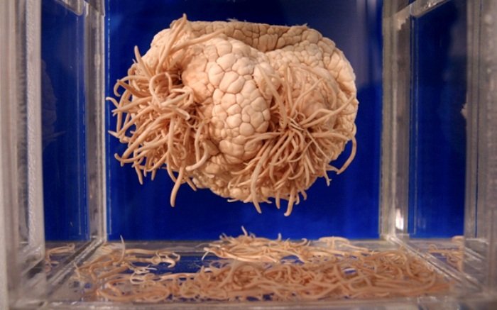 Самые странные и немного жуткие экспонаты из разных музеев мира