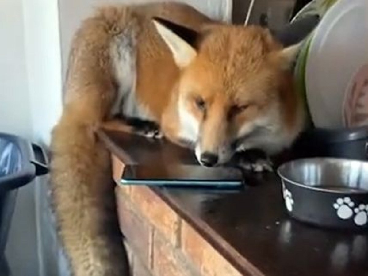 Лиса разгромила кухню, проникнув в дом