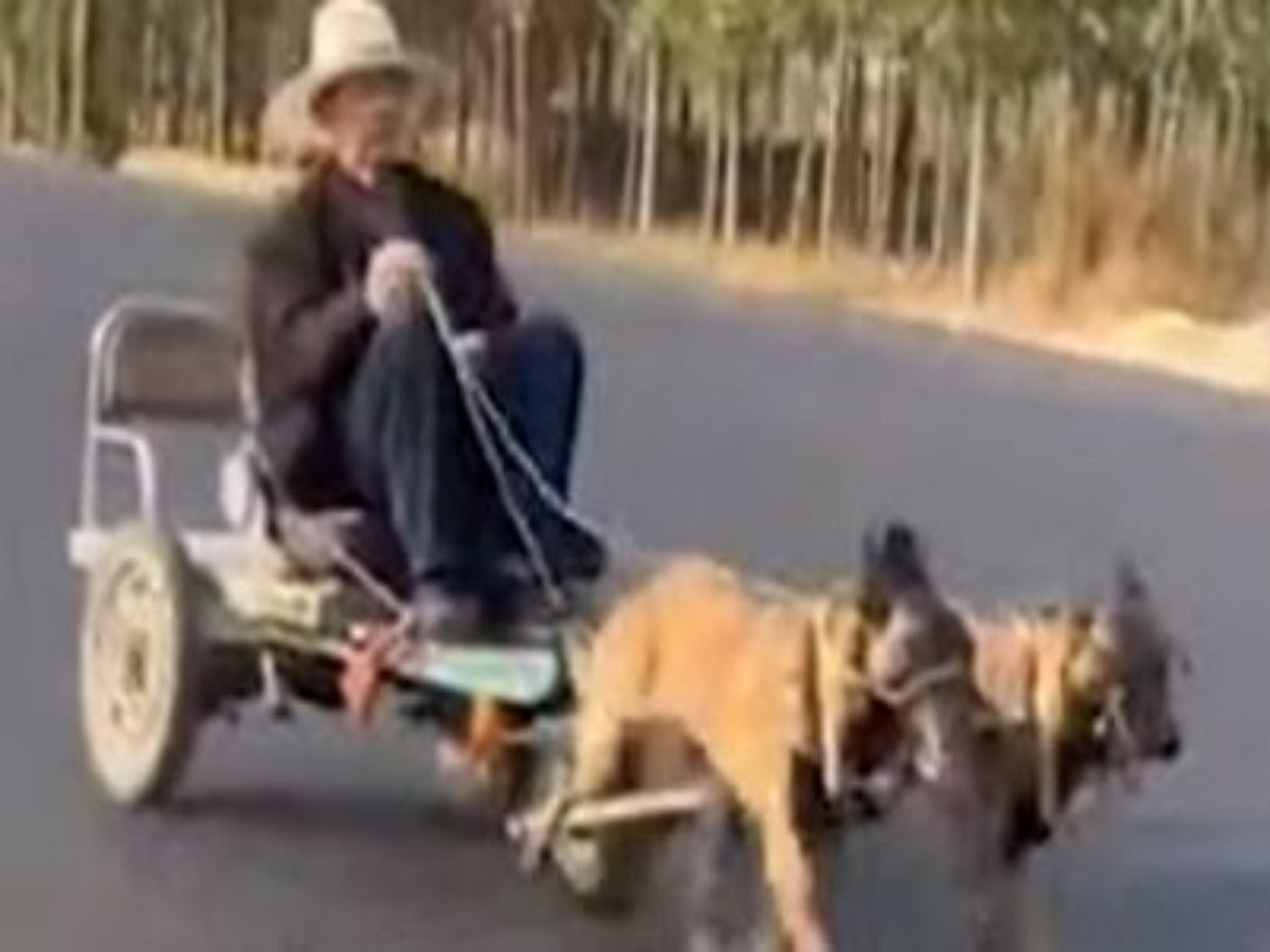 Хозяин двух собак передвигается на них по городу с ветерком