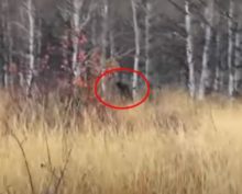 Охотник обнаружил в лесу снежного человека и проследил за ним