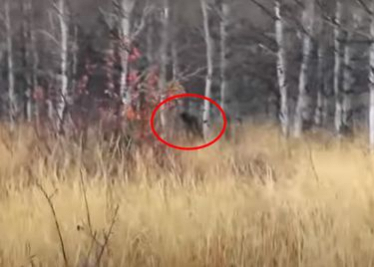 Охотник обнаружил в лесу снежного человека и проследил за ним