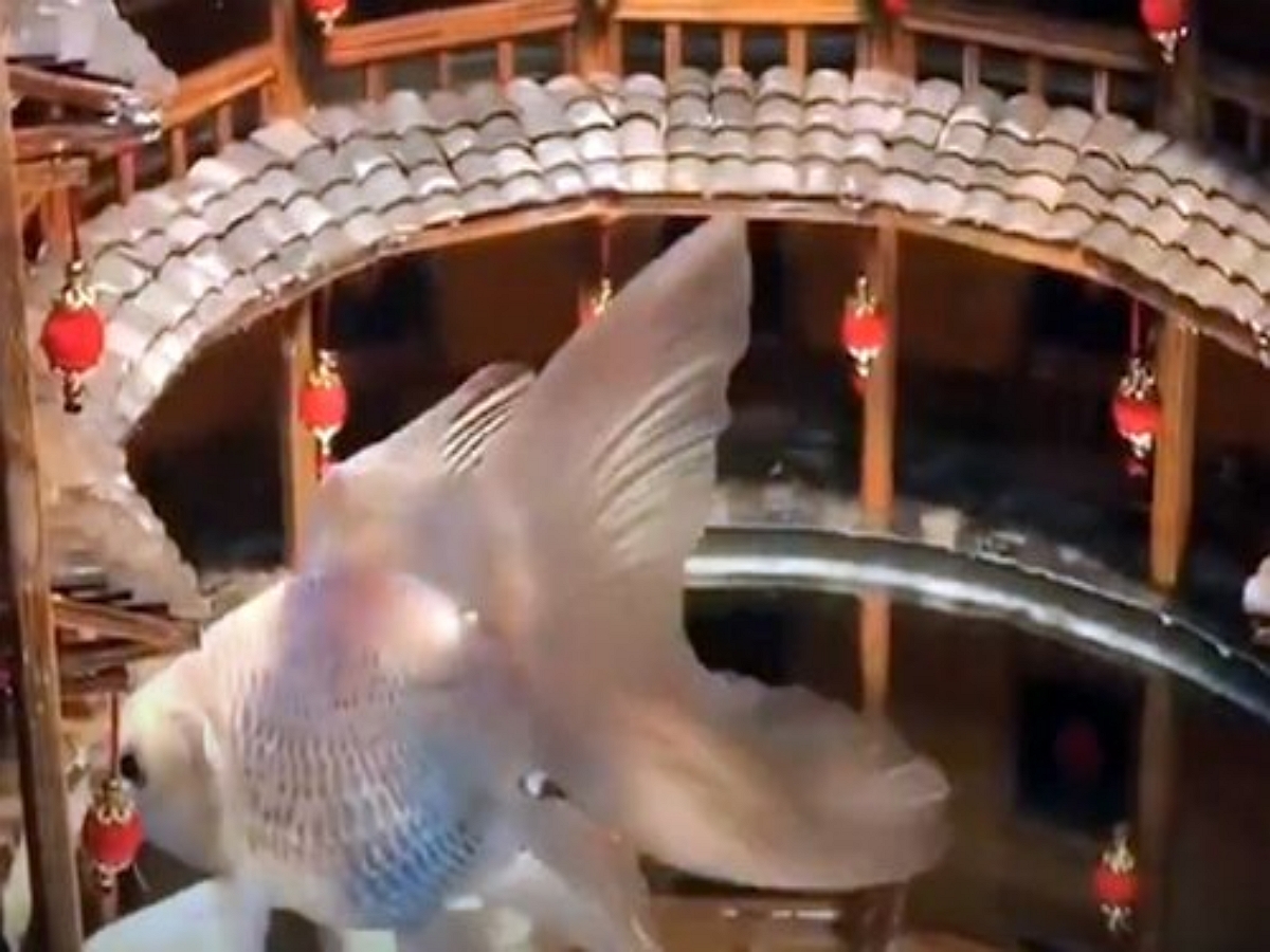 Аквариум домашних рыбок превратился в настоящий портал в чудо