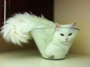Жидкие коты: забавное видео появилось в Сети