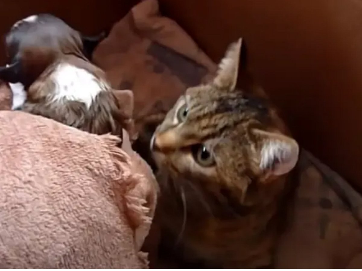 Мама-кошка приняла щенка как родного