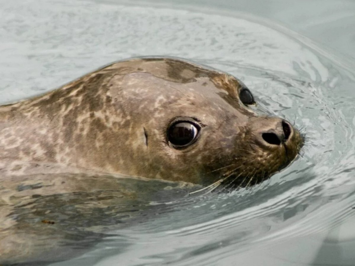 Рок-звезда дал концерт тюленям в Баренцевом море