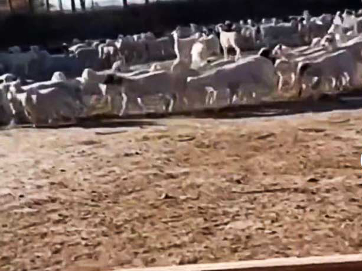 В Сети строят теории о видео со стадом овец Китай