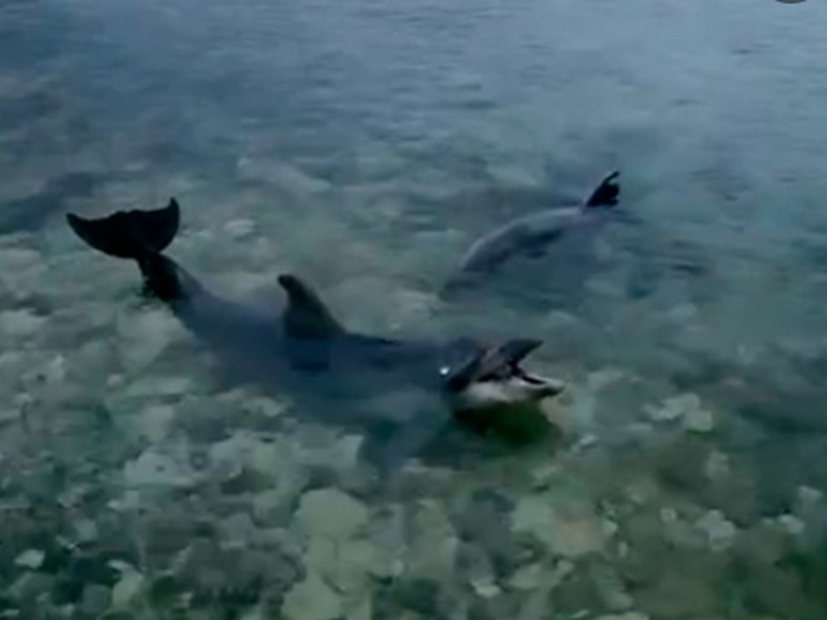 дельфины в Севастополе
