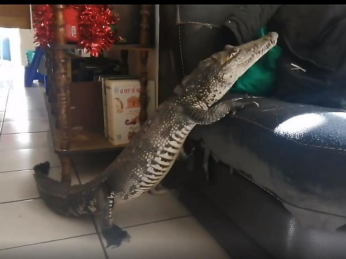 Дама, обнаружив крокодила под диваном, нежно выпроводила его метлой