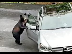 Медведь вскрыл машину и похитил попкорн