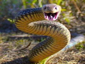 Молниеносная реакция матери спасла ребенка от укуса змеи