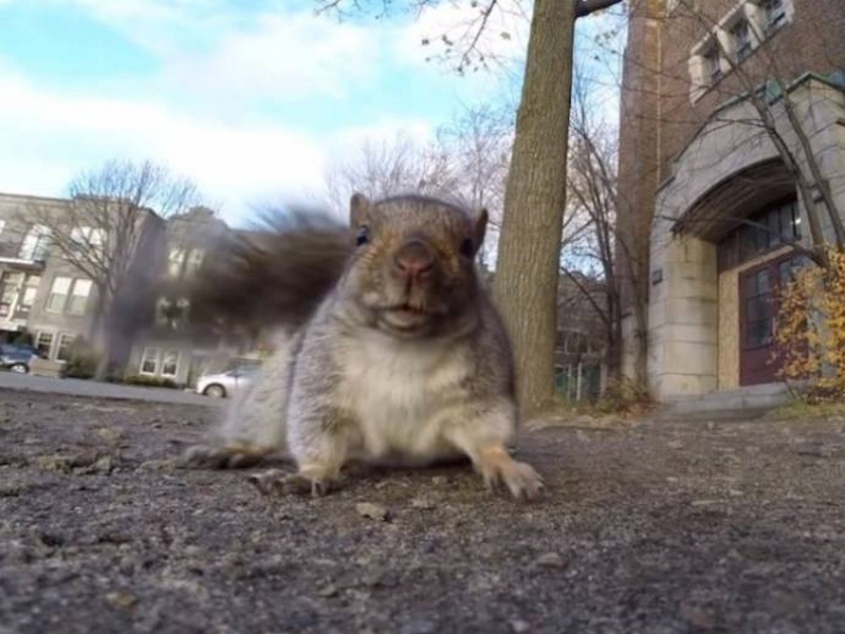 Белка сняла забавную короткометражку на украденную камеру