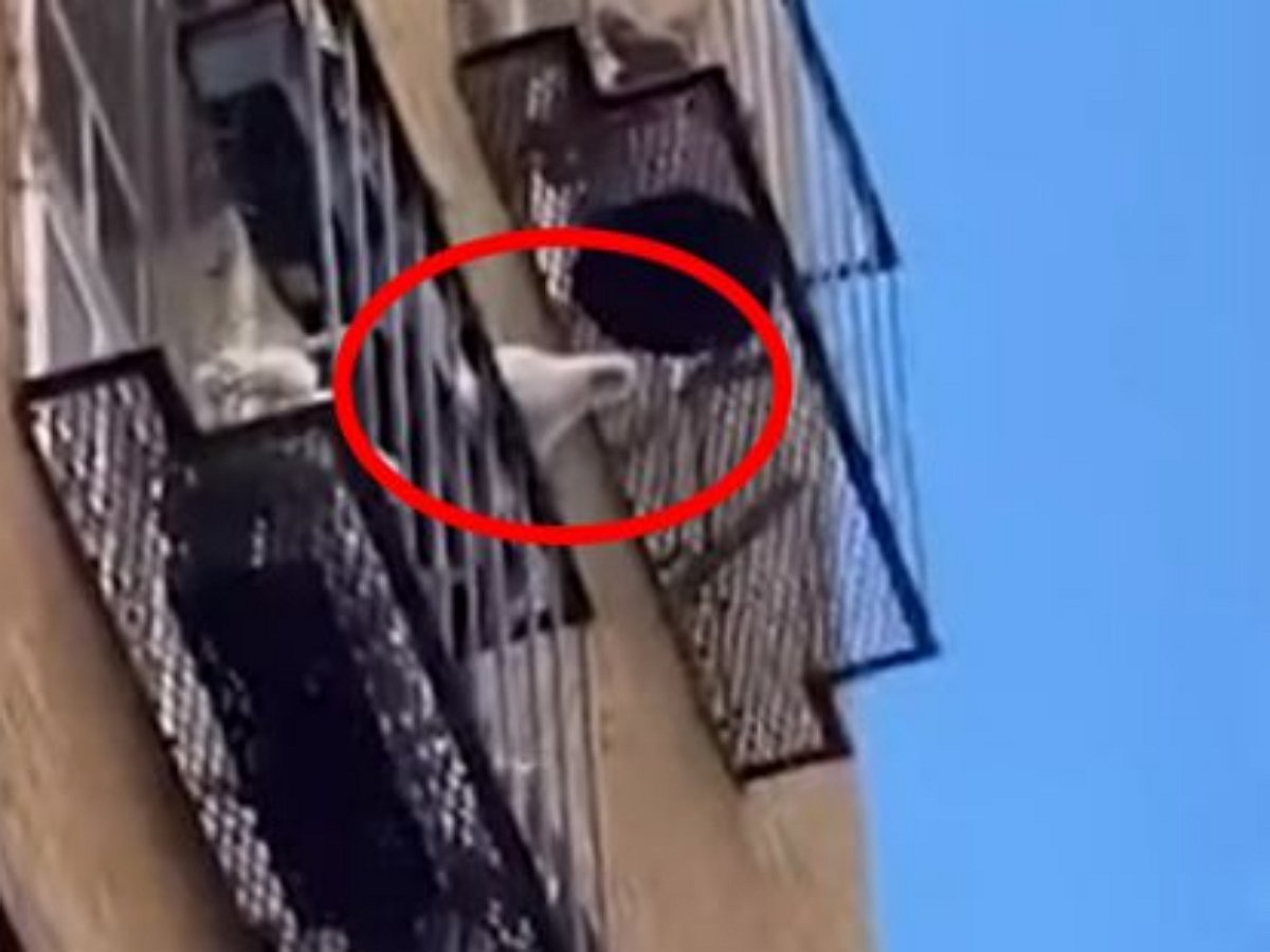 Попугай швыряет цветочные горшки на головы прохожих