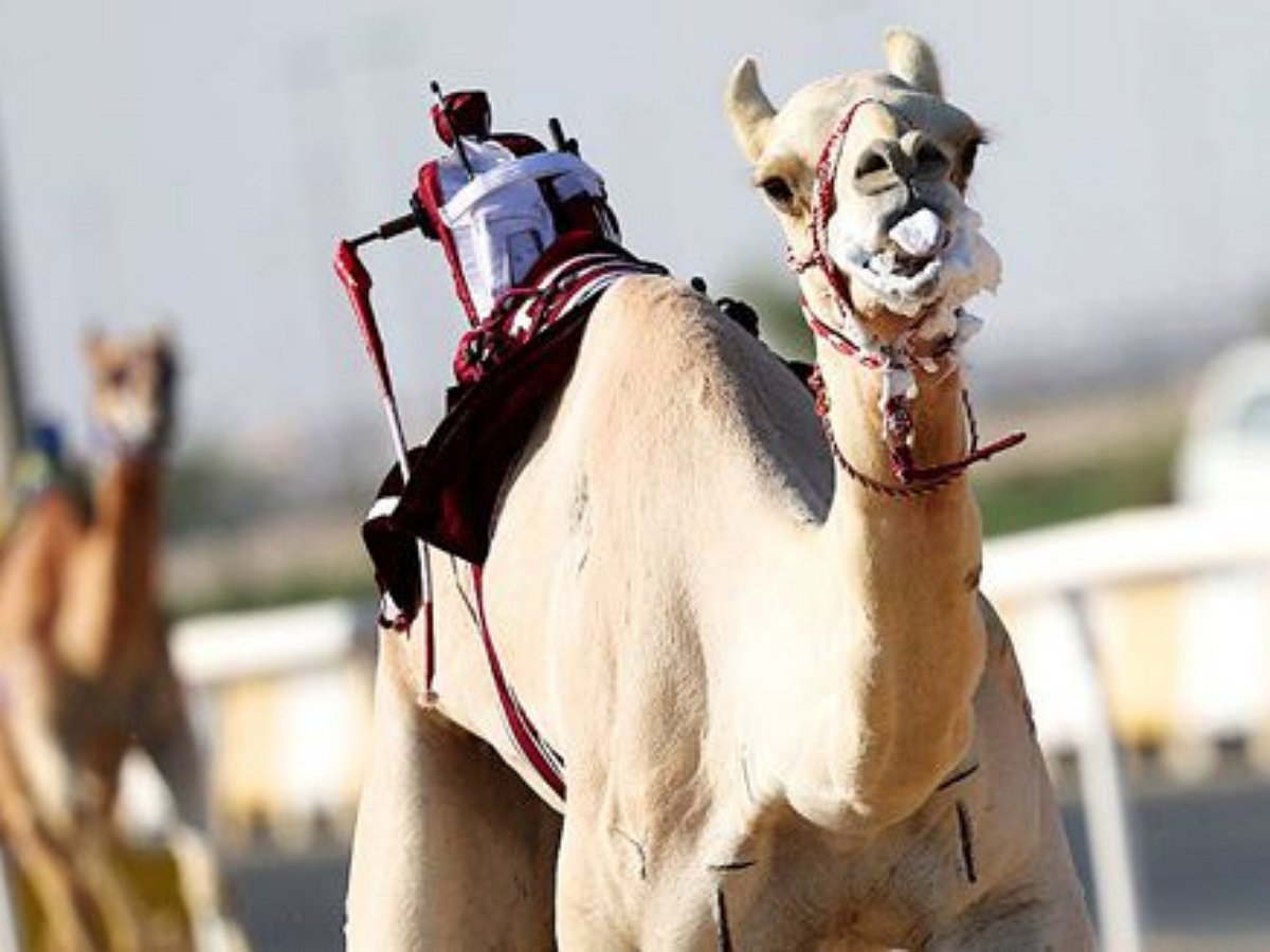 Роботы заменили жокеев в гонках на верблюдах