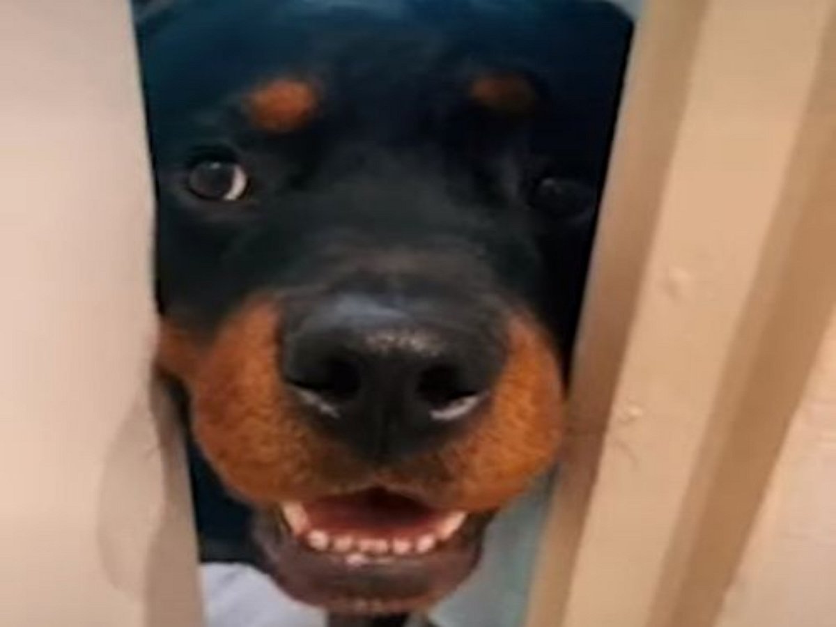 Вездесущий собачий нос умилил пользователей