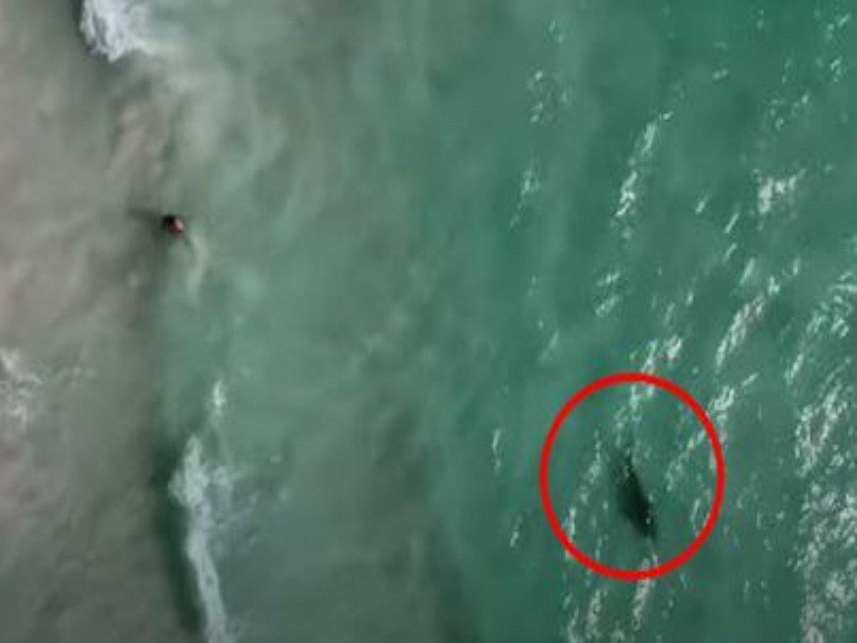 Акулы на пляже резвятся среди купающихся людей