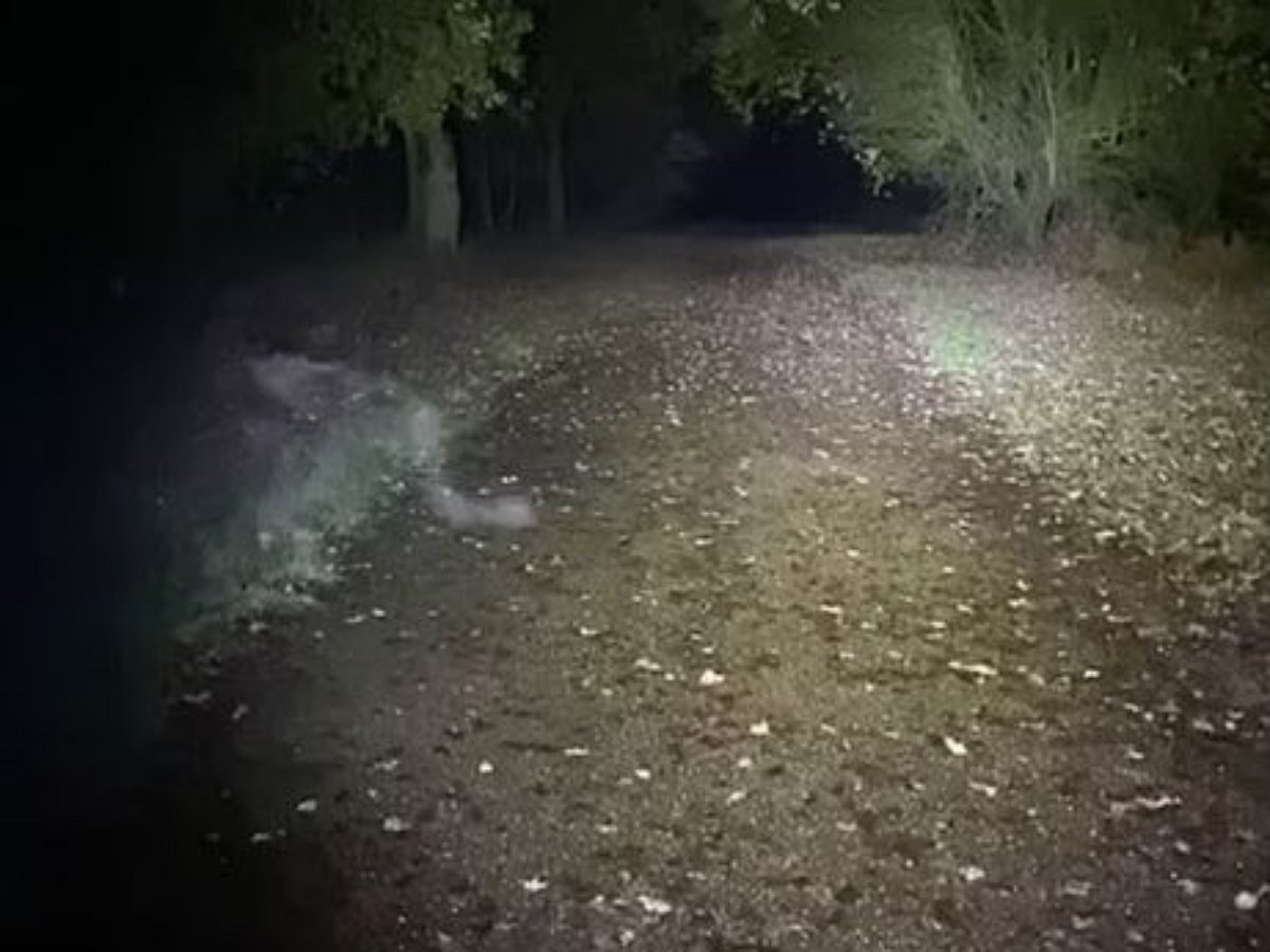 «Демон» переползал дорожку в парке и попал на видео