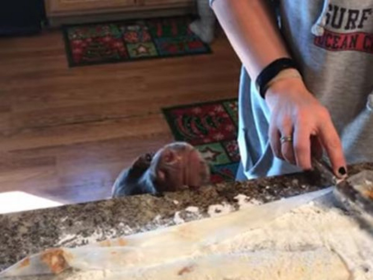 Собака старается стащить со стола хотя бы муку