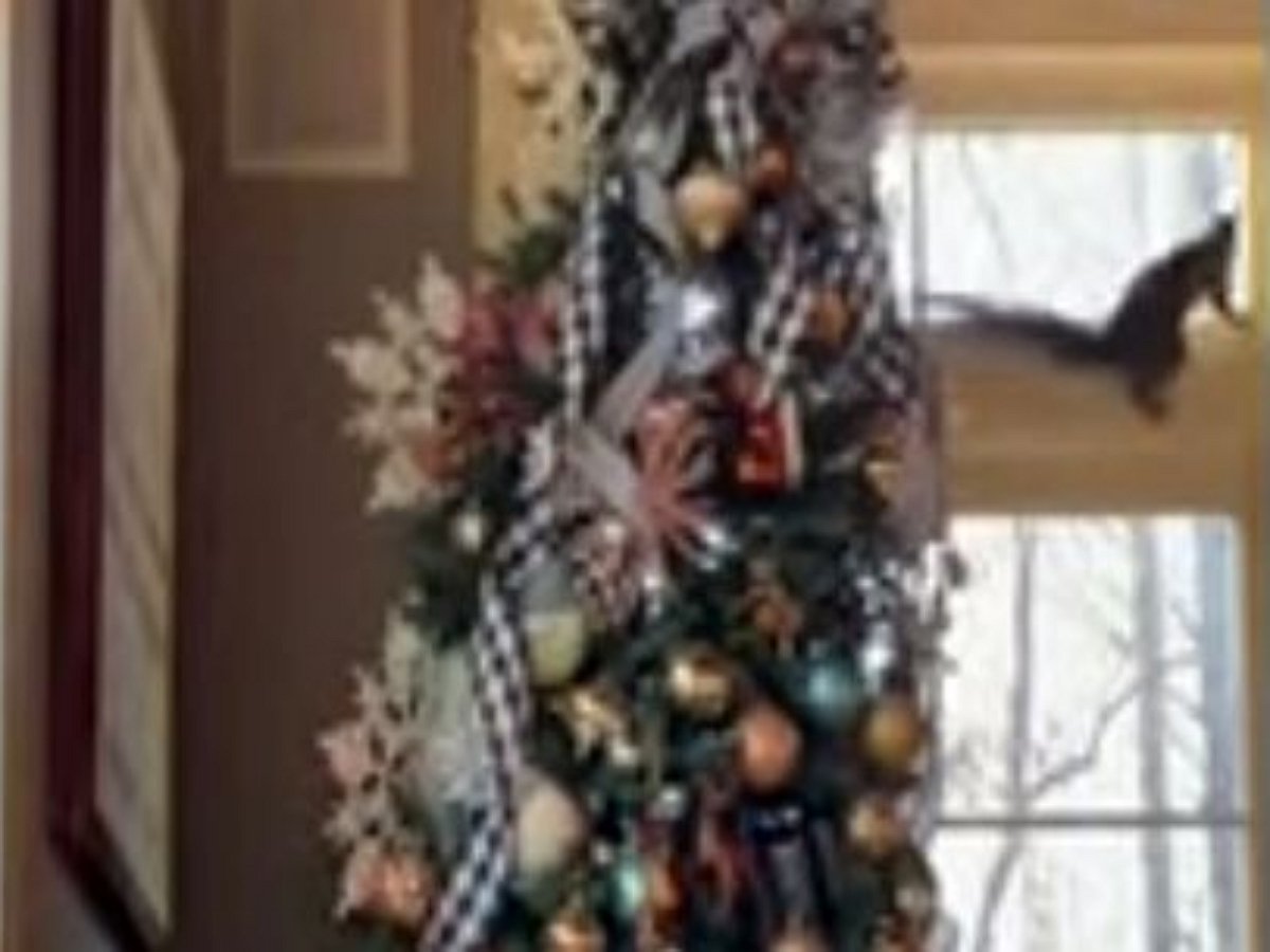 Белка обосновалась в ветвях рождественское елочки, но была изгнана