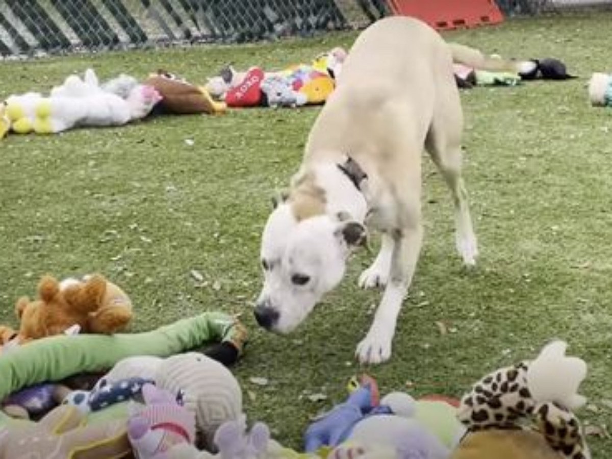 Собаки выбрали себе подарки от Санты Клауса