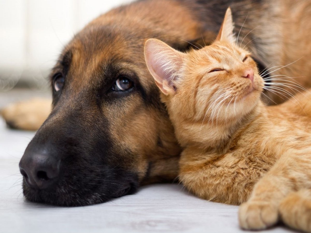 Собака нашла способ развлечь приставучего кота