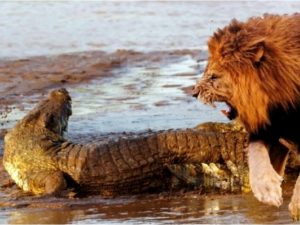 Львы чуть не сожрали отдыхающего на солнышке крокодила