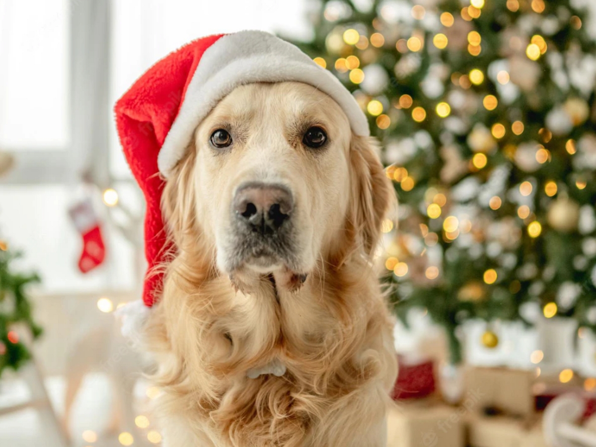 Пес, ненавидящий елки, украл у семьи Рождество